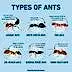 How to Identify Types of Ants