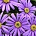 Top 10 Best Flowers for Growing in Pots
