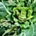Homeowner’s Guide To Garden Pest Control