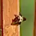 What Are Carpenter Bees and How Do You Get Rid of Them?