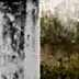 Is It Mold or Mildew? Learn To Spot the Difference